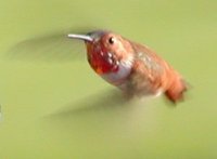 Rufous Hummingbird - Selasphorus rufus