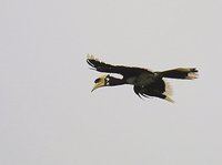 Oriental Pied-Hornbill - Anthracoceros albirostris