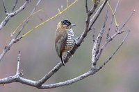 Ochre-collared Piculet - Picumnus temminckii