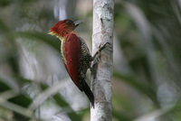 Banded Woodpecker - Picus mineaceus