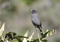 Red-crested Cotinga - Ampelion rubrocristata