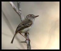 Pearly-vented Tody-Tyrant - Hemitriccus margaritaceiventer