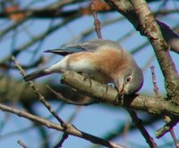 Eastern Bluebird - Sialia sialis