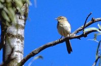 Spinifex-bird - Eremiornis carteri