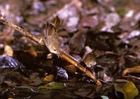Large-billed Scrubwren - Sericornis magnirostris