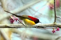 Gould's Sunbird - Aethopyga gouldiae