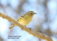 Yellow-winged Vireo - Vireo carmioli