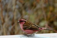 White-browed Rosefinch - Carpodacus thura