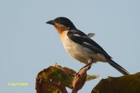 White-rumped Tanager - Cypsnagra hirundinacea