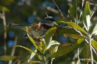 Bay-chested Warbling-Finch - Poospiza thoracica