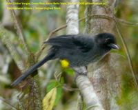 Yellow-thighed Finch - Pselliophorus tibialis