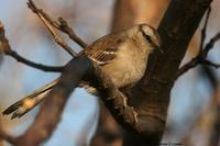 *NEW* Chalk-browed Mockingbird