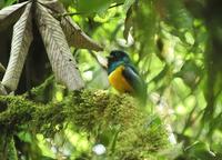 Black-throated Trogon  