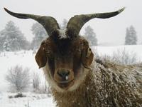Brownie the cashmere goat