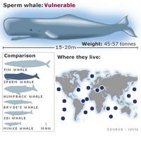 Sperm whale