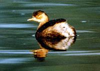 Little-Grebe