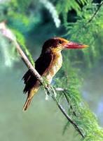 호반새    |  ruddy kingfisher   湖畔─   Halcyon coromanda