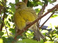 Green Singing Finch