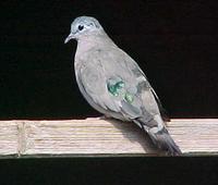 Emerald-spotted Wood Dove Turtur chalcospilos