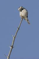 Northern Hawk Owl (Surnia ulula)