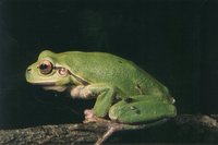 : Hyla intermedia