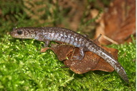: Hynobius lichenatus