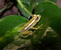 : Hyperolius spinigularis; Spiny-throated Reed Frog