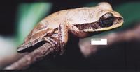 : Hypsiboas ericae