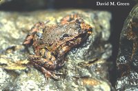 : Leiopelma hochstetteri; Hochstetter's Frog