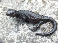 : Salamandra atra atra; Alpine Salamander