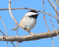 : Parus atricapillus; Black-capped Chickadee