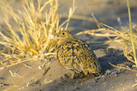 : Pterocles burchelli; Burchell's Sandgrouse