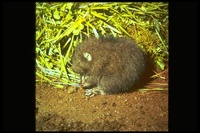 : Aplodontia rufa; Mountain Beaver