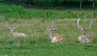 : Cervus dama; Fallow Deer