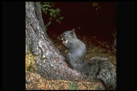 : Sciurus griseus; Western Gray Squirrel