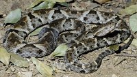 : Bothrops leucurus; Bahia Lancehead