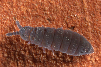 : Hypogastrura sp.; Springtail
