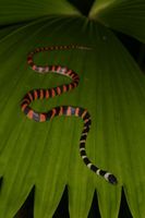 : Oxyrhopus petolarius