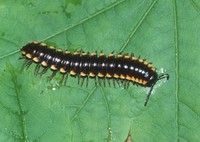 : Chonaphe armata