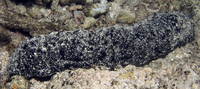 : Holothuria atra