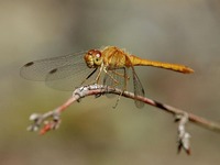 : Sympetrum vicinum; Autumn Meadowhawk