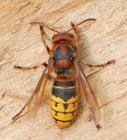 : Vespa crabro; European Hornet