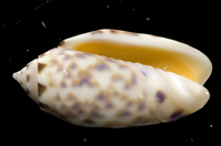 : Oliva annulata