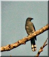 Mangoverde World Bird Guide Photo Page: Black-winged Cuckoo-shrike Coracina melaschistos