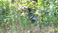 Mr's Hume's  Pheasant, Doi Chiang Dao                               ©James  Eaton/Birdtour Asia