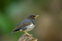 Turdus cardis -- Japanese Grey Thrush  烏灰鶇