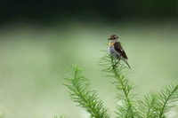 ［ノビタキ］ Siberian Stonechat / Saxicola maura / 13cm