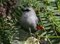 Lavender Waxbill