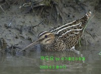 꺅도요 common snipe