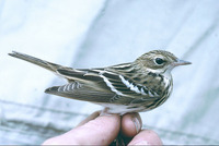 Anthus gustavi